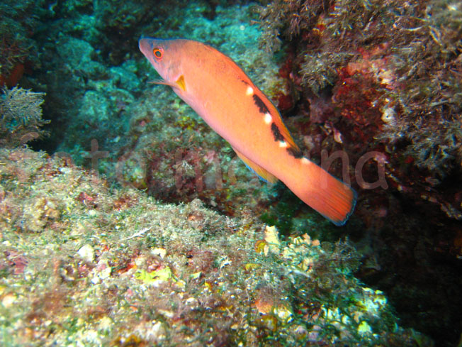 Qualche pesce da Portofino